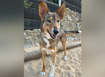 Charmante Mara wartet auf unserem Tierschutzhof in Portugal auf dich!