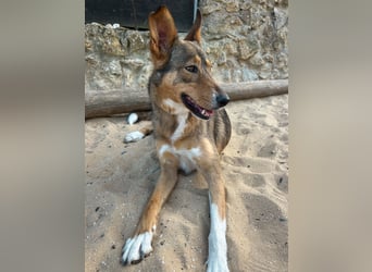 Charmante Mara wartet auf unserem Tierschutzhof in Portugal auf dich!