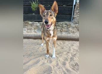 Charmante Mara wartet auf unserem Tierschutzhof in Portugal auf dich!