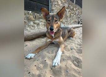 Charmante Mara wartet auf unserem Tierschutzhof in Portugal auf dich!