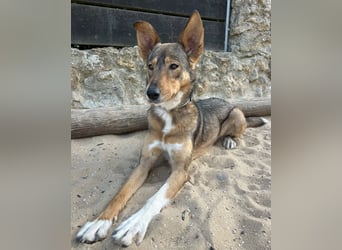 Charmante Mara wartet auf unserem Tierschutzhof in Portugal auf dich!