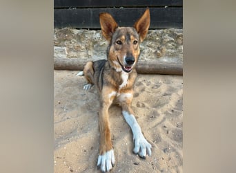 Charmante Mara wartet auf unserem Tierschutzhof in Portugal auf dich!