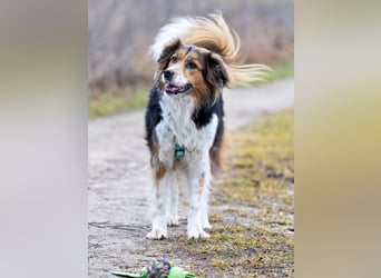Luciane - freundliche Familienhündin - Tierhilfe Franken e.V.