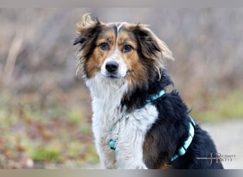 Luciane - freundliche Familienhündin - Tierhilfe Franken e.V.