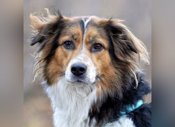 Luciane - freundliche Familienhündin - Tierhilfe Franken e.V.