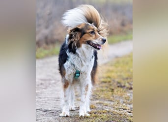 Luciane - freundliche Familienhündin - Tierhilfe Franken e.V.