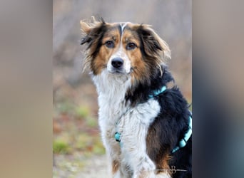 Luciane - freundliche Familienhündin - Tierhilfe Franken e.V.