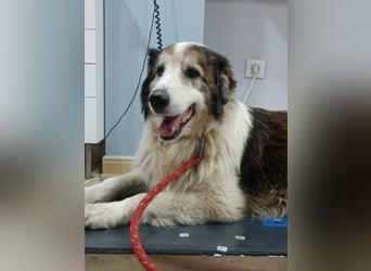 Blue -wer schenkt diesem besonderen alten Hund ein Zuhause?