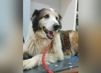 Blue -wer schenkt diesem besonderen alten Hund ein Zuhause?