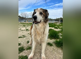 Blue -wer schenkt diesem besonderen alten Hund ein Zuhause?