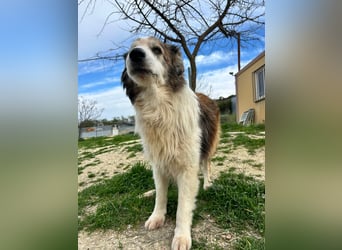 Blue -wer schenkt diesem besonderen alten Hund ein Zuhause?