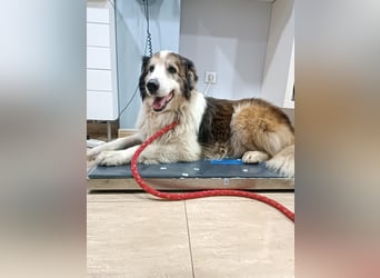 Blue -wer schenkt diesem besonderen alten Hund ein Zuhause?