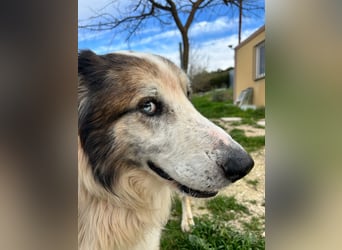 Blue -wer schenkt diesem besonderen alten Hund ein Zuhause?