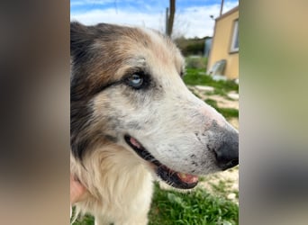 Blue -wer schenkt diesem besonderen alten Hund ein Zuhause?