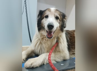 Blue -wer schenkt diesem besonderen alten Hund ein Zuhause?