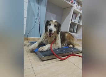 Blue -wer schenkt diesem besonderen alten Hund ein Zuhause?