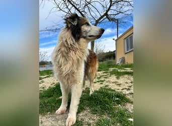 Blue -wer schenkt diesem besonderen alten Hund ein Zuhause?