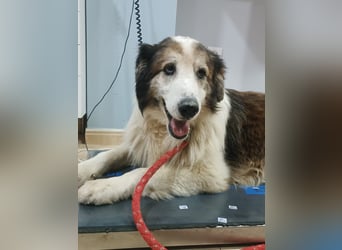 Blue -wer schenkt diesem besonderen alten Hund ein Zuhause?