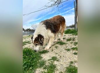 Blue -wer schenkt diesem besonderen alten Hund ein Zuhause?