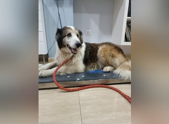 Blue -wer schenkt diesem besonderen alten Hund ein Zuhause?