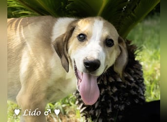 Lico und Lido suchen ein Zuhause