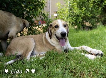 Lico und Lido suchen ein Zuhause