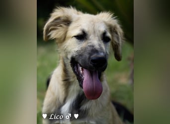 Lico und Lido suchen ein Zuhause