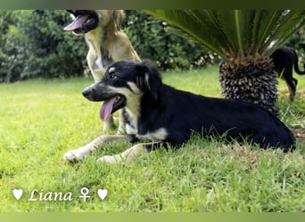 Liana, Lico und Lido suchen ein Zuhause