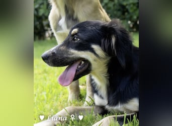 Liana, Lico und Lido suchen ein Zuhause