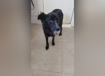 Zorro - schwarzer Gentleman sucht Neuanfang
