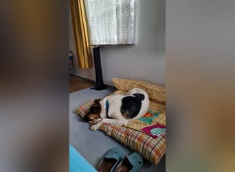 Fröhliche Jessica, toller Mix, 11 Monate, sucht Zuhause