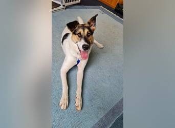 Fröhliche Jessica, toller Mix, 11 Monate, sucht Zuhause