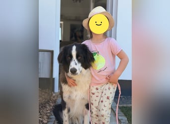Mara, sehr kinderliebe und freundliche Hündin sucht Traumzuhause