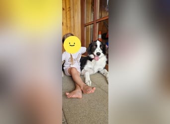 Mara, sehr kinderliebe und freundliche Hündin sucht Traumzuhause