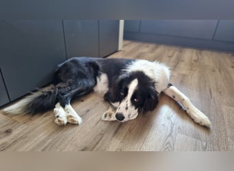 Mara, sehr kinderliebe und freundliche Hündin sucht Traumzuhause