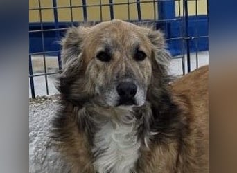Honey, zurückhaltender Sanfter Collie Mix sucht ruhiges Zuhause Honey, zurückhaltender Sanfter Collie Mix sucht ruhiges Zuhause