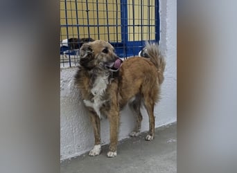 Honey, zurückhaltender Sanfter Collie Mix sucht ruhiges Zuhause Honey, zurückhaltender Sanfter Collie Mix sucht ruhiges Zuhause