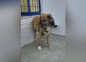 Honey, zurückhaltender Sanfter Collie Mix sucht ruhiges Zuhause Honey, zurückhaltender Sanfter Collie Mix sucht ruhiges Zuhause