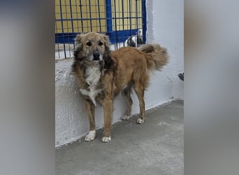 Honey, zurückhaltender Sanfter Collie Mix sucht ruhiges Zuhause Honey, zurückhaltender Sanfter Collie Mix sucht ruhiges Zuhause