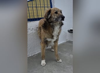 Honey, zurückhaltender Sanfter Collie Mix sucht ruhiges Zuhause Honey, zurückhaltender Sanfter Collie Mix sucht ruhiges Zuhause
