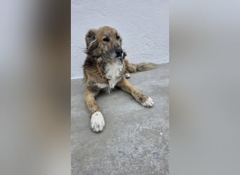 Honey, zurückhaltender Sanfter Collie Mix sucht ruhiges Zuhause Honey, zurückhaltender Sanfter Collie Mix sucht ruhiges Zuhause