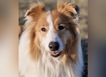 Marley
