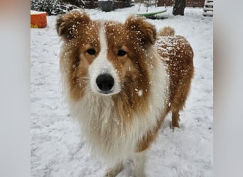 Marley