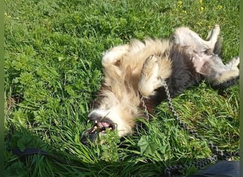 Begleris, menschenbezogener Collie-Mix, ca. 6 Jahre, ca. 58 cm, ca. 24 kg