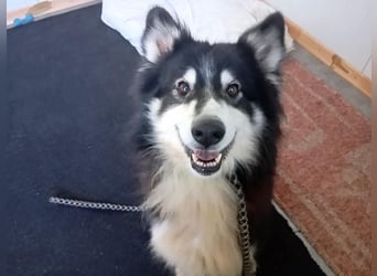 Begleris, menschenbezogener Collie-Mix, ca. 6 Jahre, ca. 58 cm, ca. 24 kg