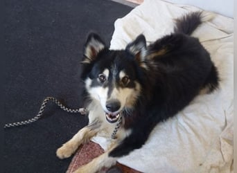 Begleris, menschenbezogener Collie-Mix, ca. 6 Jahre, ca. 58 cm, ca. 24 kg