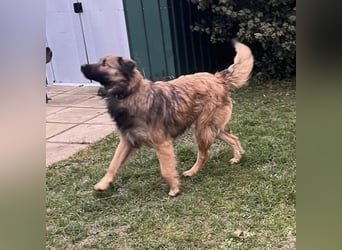 Juna die tollste und freundlichste Hündin