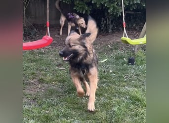 Juna die tollste und freundlichste Hündin