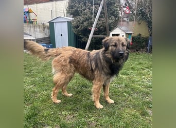 Juna die tollste und freundlichste Hündin