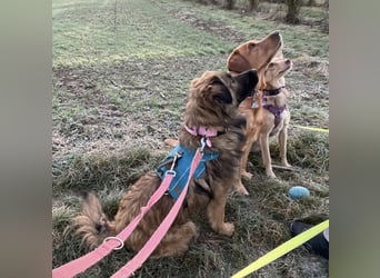 Juna die tollste und freundlichste Hündin